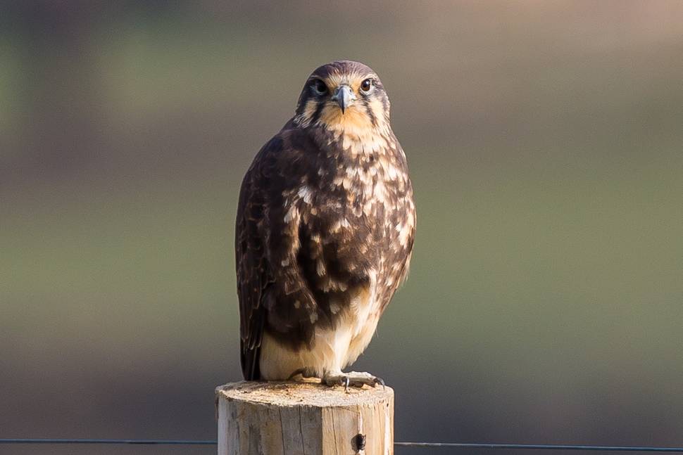 Staghorn Wildlife Shelter