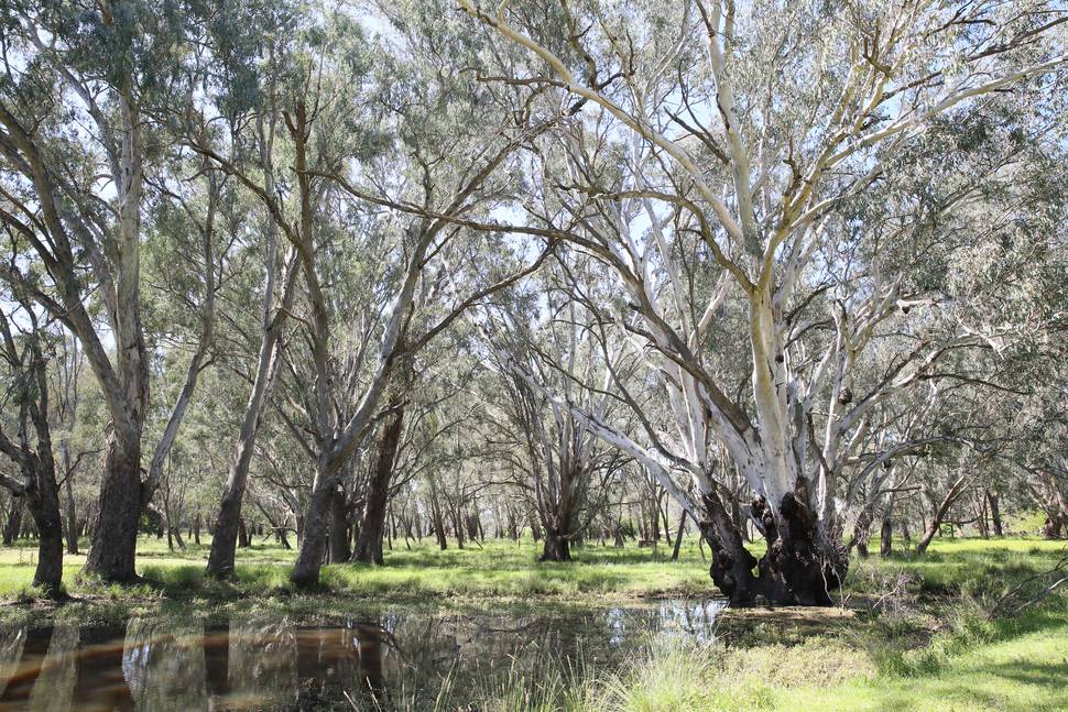 Kiewa, Tangambalanga & Bonegilla
