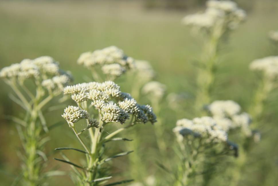 Upper Kiewa Landcare